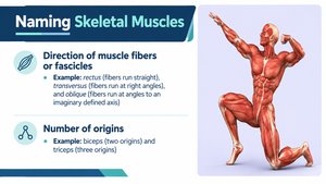 Naming Skeletal Muscles: direction of fibers and number of origins