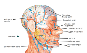 Labeled facial muscles
