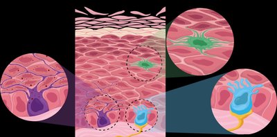 Epidermal cell types: keratinocyte, melanocyte, dendritic cell, tactile cell