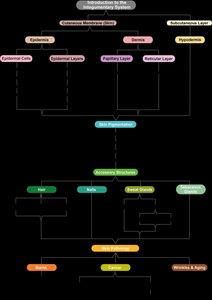 Flowchart of integumentary system organization