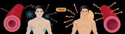 Vasoconstriction and vasodilation in thermoregulation