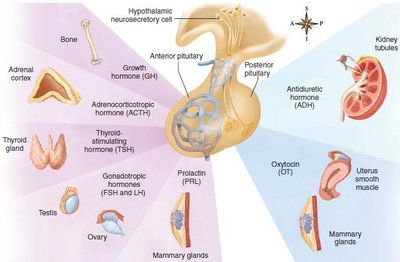 Diagram of pituitary gland and its target organs