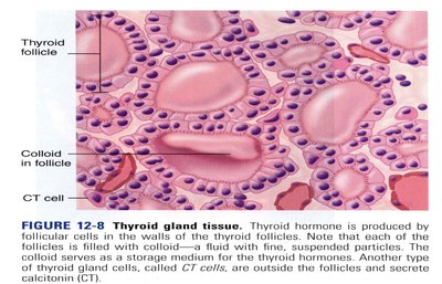Histology of thyroid gland tissue