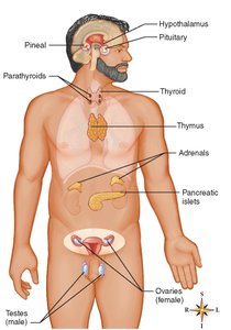 Anatomical illustration of the endocrine glands in the human body