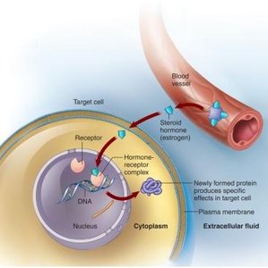 Mechanism of steroid hormone action inside the target cell