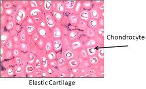 Elastic cartilage with chondrocytes