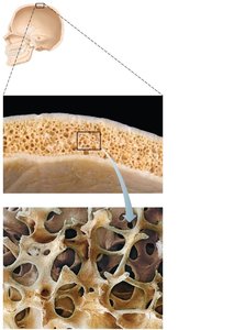 Spongy bone structure in the skull