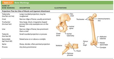 Bone markings: projections for muscle and ligament attachment