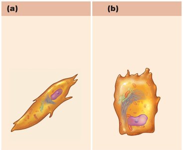 Osteogenic cell and osteoblast