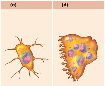 Osteocyte and osteoclast
