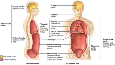 Dorsal and ventral body cavities and their subdivisions