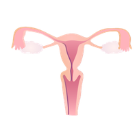 External os of the cervix