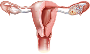 Endometrium of the uterus