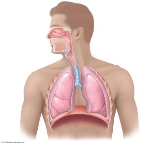 Major respiratory organs in relation to surrounding structures