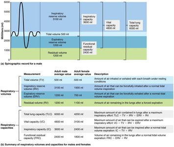 Respiratory volumes and capacities