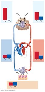 Partial pressure gradients promoting gas movements in the body