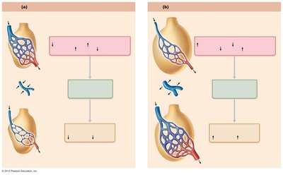 Ventilation-perfusion matching and mismatching