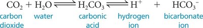 CO2 transport and the carbonic acid-bicarbonate buffer system