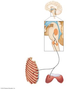 Locations of respiratory centers and their connections