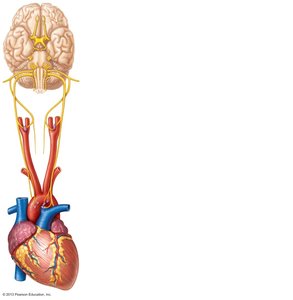 Location and innervation of the peripheral chemoreceptors