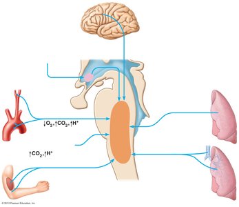 Neural and chemical influences on brain stem respiratory centers