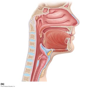 Sagittal section of the head showing the nasal cavity and pharynx