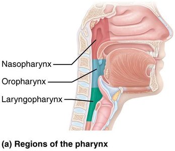 Regions of the pharynx: nasopharynx, oropharynx, laryngopharynx