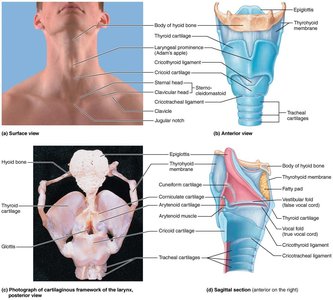 Anatomy of the larynx: surface, anterior, and sagittal views