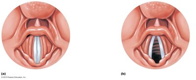 Movements of the vocal folds: closed and open positions