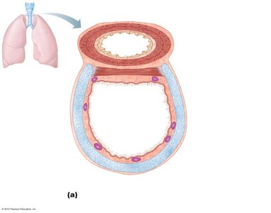 Cross section of the trachea and esophagus