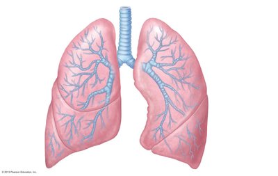 Bronchial tree and lobes of the lungs