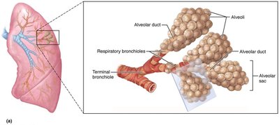 Alveolar sacs and respiratory bronchioles