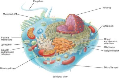 Sectional view of a generalized cell with labeled organelles