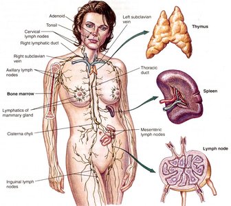 Diagram of the lymphatic system and major lymphatic organs