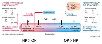 Diagram of capillary dynamics showing hydrostatic and osmotic pressures