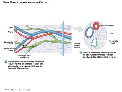 Diagram comparing lymphatic vessels, veins, and arteries