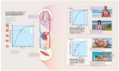 Oxygen-Hemoglobin Dissociation Curve