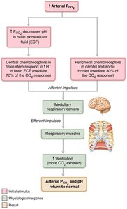 Changes in PCO2 regulate ventilation by a negative feedback mechanism