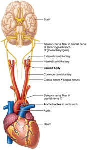 Location and innervation of the peripheral chemoreceptors in the carotid and aortic bodies