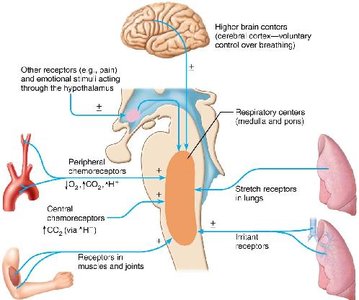 Neural and chemical influences on brain stem respiratory centers