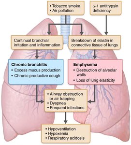 The pathogenesis of COPD