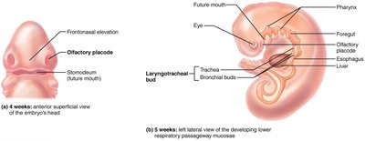 Embryonic development of the respiratory system