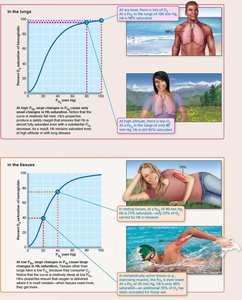Oxygen-Hemoglobin Dissociation Curve in Lungs and Tissues