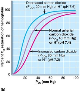 Effect of carbon dioxide and pH on oxygen-hemoglobin dissociation curve