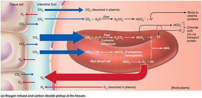 Oxygen release and carbon dioxide pickup at the tissues