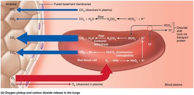 Oxygen pickup and carbon dioxide release in the lungs