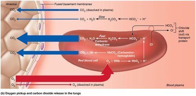 Oxygen pickup and carbon dioxide release in the lungs