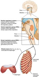 Respiratory centers in the brain stem