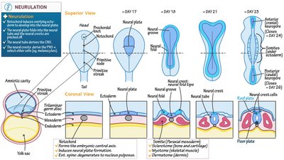 Neurulation: formation of neural tube from neural plate