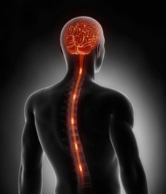 Brain and spinal cord as one structure